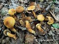Pholiota jahnii-amf1436
